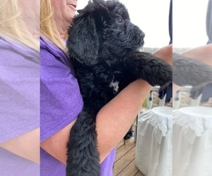 Newfypoo Puppy for sale in FRANKLIN, TN, USA