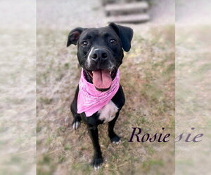 Rosie - Female Boxer-Unknown Mix Dog for Adoption - Photo #4