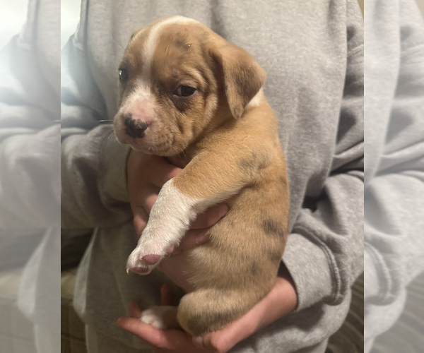 Medium Photo #3 American Bully Puppy For Sale in BOONE, IA, USA