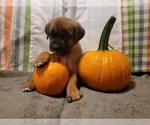 Puppy 3 Bullmastiff-Saint Bernard Mix