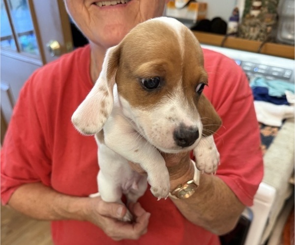 Medium Photo #2 Dachshund Puppy For Sale in ASHLAND, NE, USA