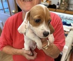 Small #1 Dachshund