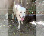 Small #2 Great Pyrenees