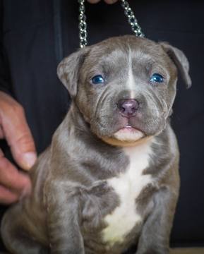 Medium Photo #1 American Bully Puppy For Sale in CONCORD, CA, USA