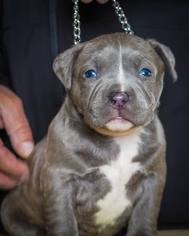 American Bully Puppy for sale in CONCORD, CA, USA