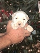Small Photo #5 American Bulldog Puppy For Sale in BERYL, AR, USA