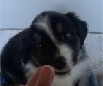Small Photo #10 Miniature American Shepherd Puppy For Sale in PLACERVILLE, CA, USA