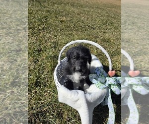 Medium Anatolian Shepherd-Sheepadoodle Mix