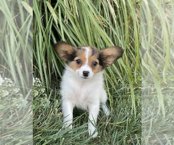 Medium Photo #6 Papillon Puppy For Sale in CANOGA, NY, USA