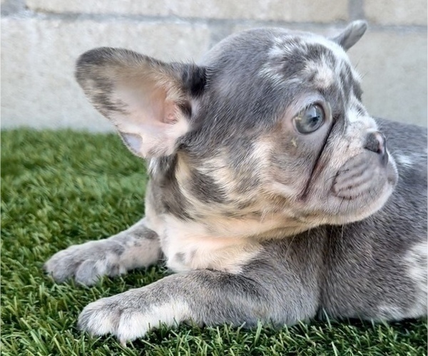 Medium Photo #6 French Bulldog Puppy For Sale in ALBUQUERQUE, NM, USA