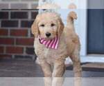 Small Photo #6 Goldendoodle Puppy For Sale in NEW BERN, NC, USA