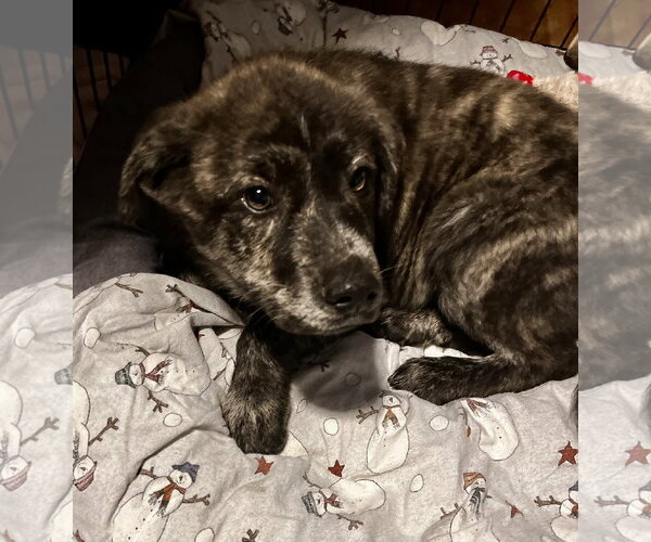 Medium Photo #4 Great Pyrenees-Unknown Mix Puppy For Sale in Brooklyn Center, MN, USA