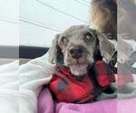 Small #16 Poodle (Miniature) Mix