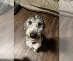 Small #2 Poodle (Standard)