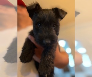 Scottish Terrier Puppy for Sale in PORTERVILLE, California USA