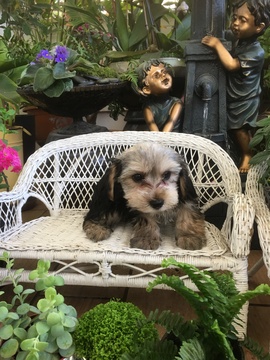 Medium Photo #1 Morkie Puppy For Sale in LOS ANGELES, CA, USA