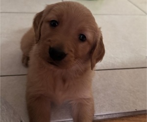 Golden Retriever Puppy for sale in ANTIOCH, CA, USA
