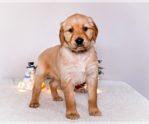 Medium Golden Retriever