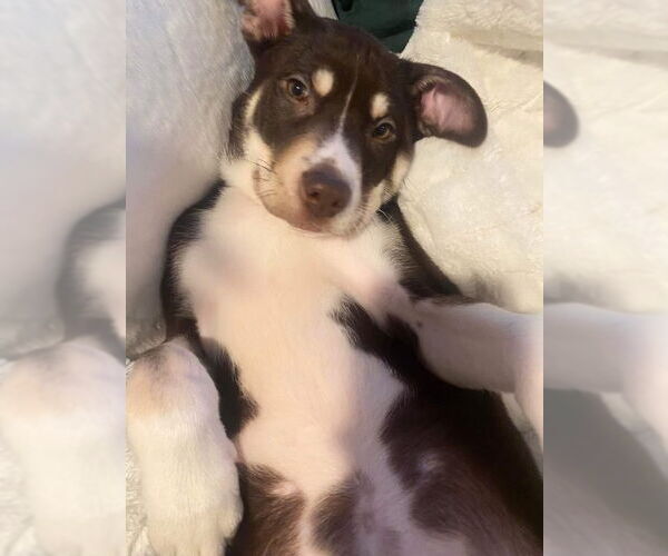 Medium Photo #3 Mutt Puppy For Sale in Springdale, PA, USA