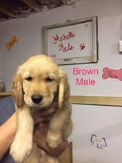 Golden Retriever Puppy for sale in SOMERSET, KY, USA