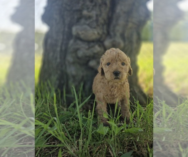 Medium Photo #3 Goldendoodle Puppy For Sale in SACRAMENTO, CA, USA