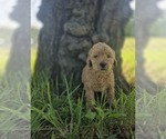 Small #2 Goldendoodle