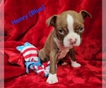 Puppy Henry Blue Boston Terrier