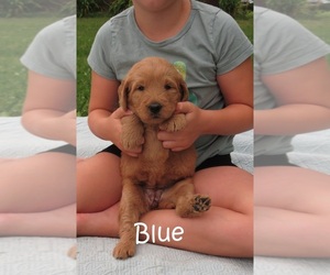 Goldendoodle Puppy for sale in PERRYSVILLE, OH, USA