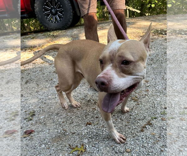 Medium Photo #4 American Pit Bull Terrier-Unknown Mix Puppy For Sale in Frenchburg, KY, USA
