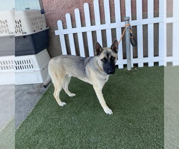Medium Photo #1 German Shepherd Dog-Unknown Mix Puppy For Sale in Modesto, CA, USA