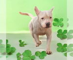 Small #8 American Bulldog