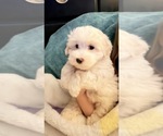 Puppy Puppy 1 Maltipoo (Miniature)