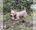 Small #2 Poodle (Miniature) Mix