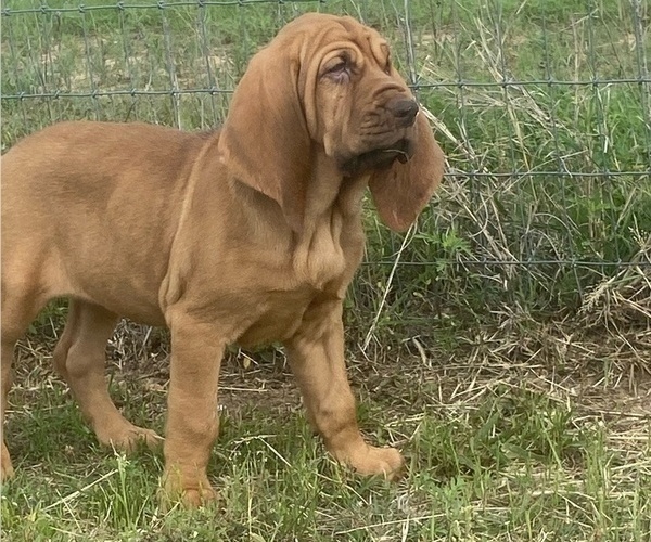 Medium Photo #1 Bloodhound Puppy For Sale in NORMANGEE, TX, USA