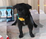 Small #2 Cairn Terrier