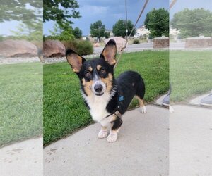 Pembroke Welsh Corgi Dogs for adoption in Denver , CO, USA