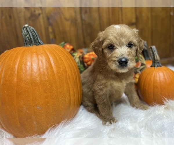 Medium Photo #3 Goldendoodle Puppy For Sale in NEOLA, WV, USA