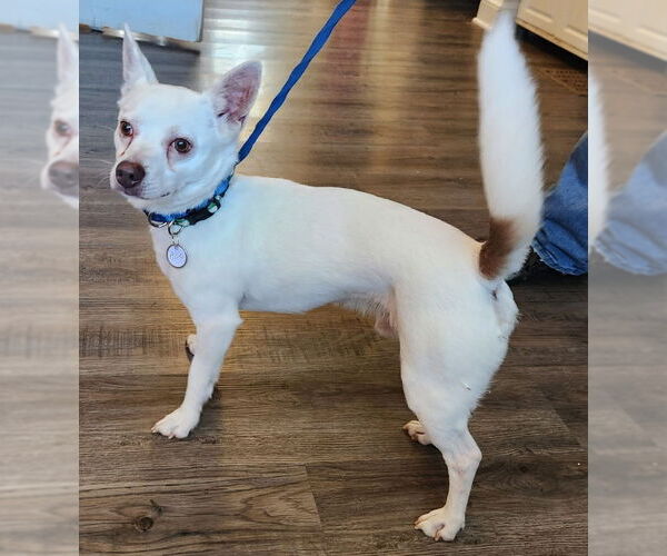 Medium Photo #3 Chihuahua-Unknown Mix Puppy For Sale in Fairfax, VA, USA