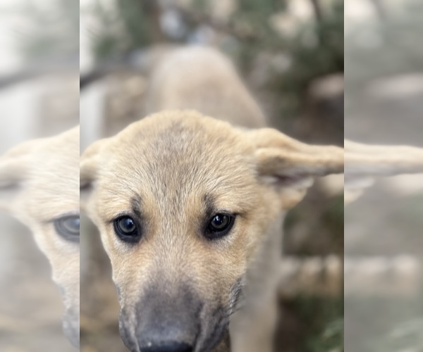 Medium Photo #7 German Shepherd Dog-Wolf Hybrid Mix Puppy For Sale in HAMILTON, TX, USA