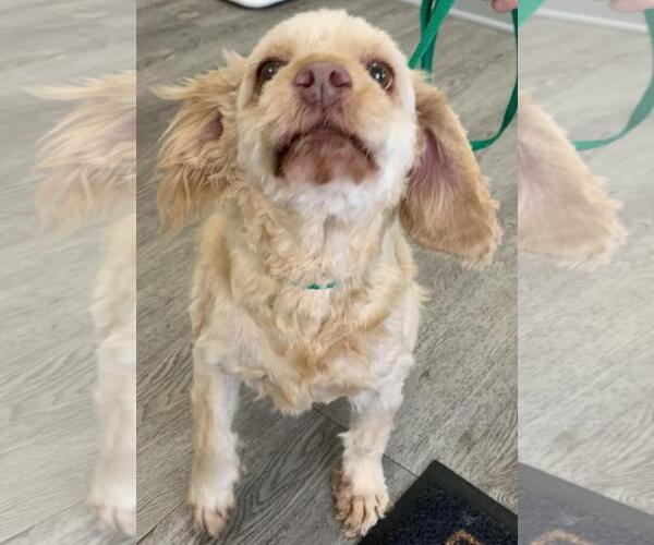 Medium Photo #3 Cock-A-Poo Puppy For Sale in Westminster, MD, USA