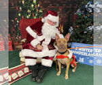 Small #9 Carolina Dog-Pharaoh Hound Mix