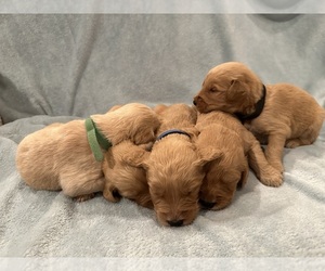 Goldendoodle Puppy for sale in DIX, IL, USA