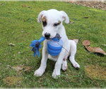 Small #3 Jack Russell Terrier Mix
