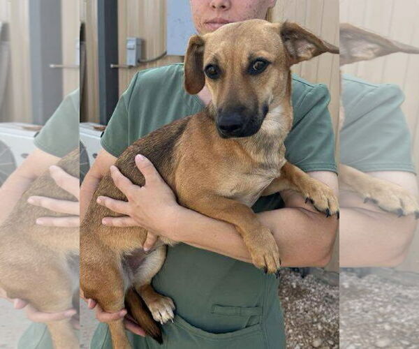 Medium Photo #3 Dachshund-Unknown Mix Puppy For Sale in Cranston, RI, USA