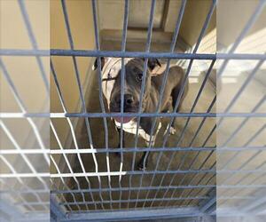 American Pit Bull Terrier Dogs for adoption in Texas City, TX, USA