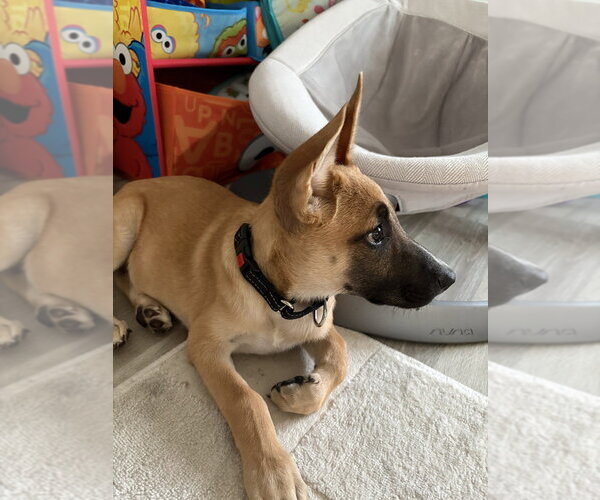 Medium Photo #4 Mutt Puppy For Sale in Brewster, NY, USA