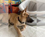Small #3 Mutt
