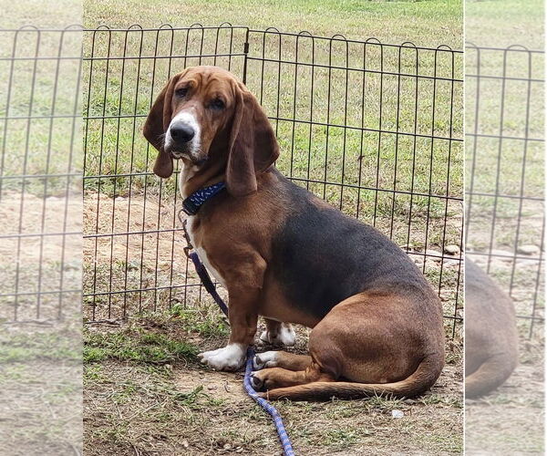 Medium Photo #5 Basset Hound Puppy For Sale in Brookville, OH, USA
