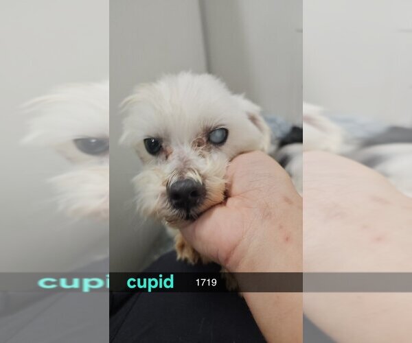 Medium Photo #5 Maltese Puppy For Sale in Studio City, CA, USA