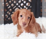 Small #1 Dachshund